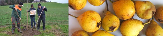 Gelbbirnenbaum gepflanzt